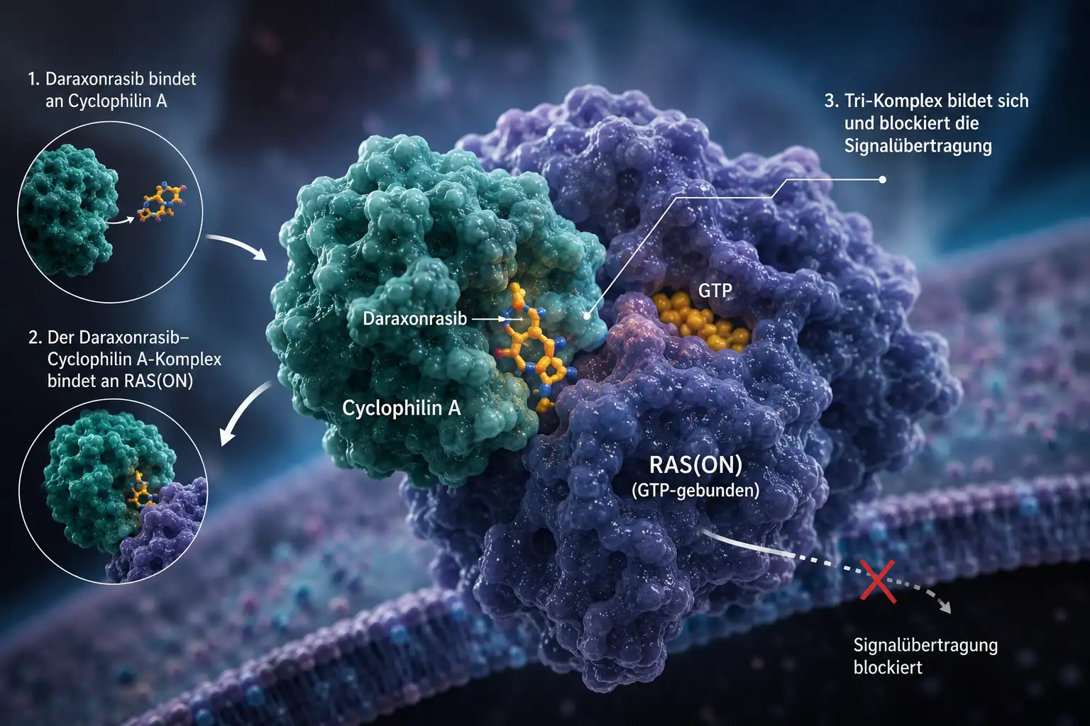 Daraxonrasib: Das unangreifbare Protein